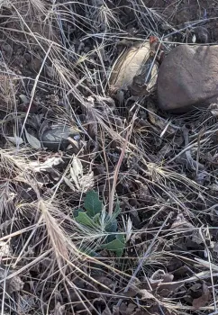 A tiny blue oak sprouts from an acorn. Janeva Sorenson