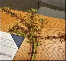 Photo 1. White Water Fire (Bergia capensis)