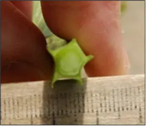 Photo 3. Winged primrose stem cross-section. (Photo credit: Luis Espino, UCCE)