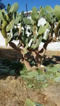 Una Opuntia madera.