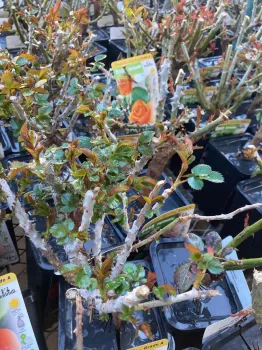 January is time to plant roses. (Photos: Jeannette Warnert)