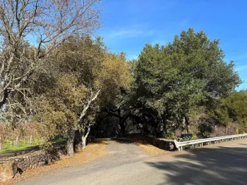 There are two coast live oak next to a driveway, the tree on the left has a discolored canopy and the leaves are heavily infested with twohorned oak gall wasp.