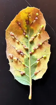 Twohorned oak gall wasp on a coast live oak leaf.