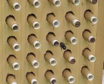 Mason bee approaching nesting tubes made of paper. Tom Hansen