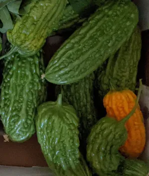 A collection of green and yellow-orange bitter melons with bumpy textures, arranged in a bowl against a brown background.