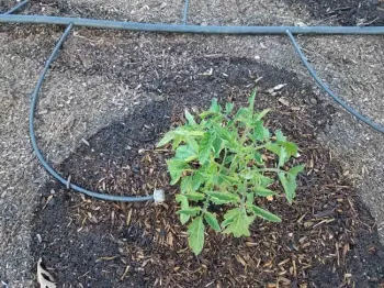 Adjustable bubbler on a tomato. Jeanette Alosi