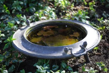 Don't let mosquitos breed in your garden. Drain plant saucers, bird baths, fire pits, children's toys, buckets and anything where rain or irrigation water has collected. (Photo: PxHere)