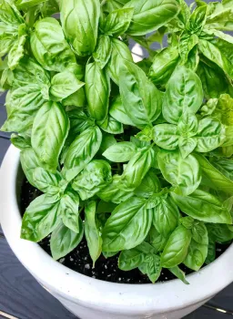 June - Basil
