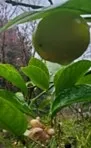Lemon tree with fruit