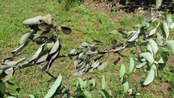 If not caught early, fire blight spreads along the branch. Jeanette Alosi