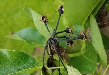 Fire blight on pear blossoms. Jeanette Alosi