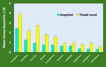 Graph of bees per minute with two sampling methods