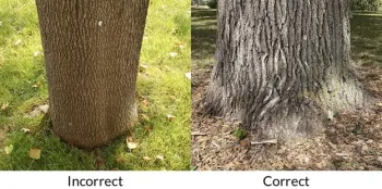 Comparison of two tree trunks: the left shows incorrect trunk shape with a straight base, while the right shows correct shape with a visible root flare at the soil line.