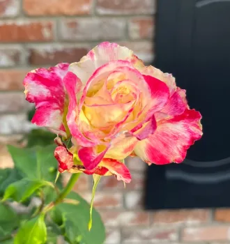 We can complain that roses have thorns or rejoice that thorn bushes have roses. ~ Abraham Lincoln (Photo:Amy Tobin)