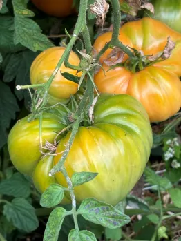 tomatoes