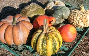 A variety of pumpkin-like winter squashes in orange, yellow, and green colors displayed on a green wire rack.