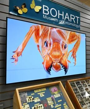 Bohart Museum of Entomology Gearing Up for 2025 | Bug Squad