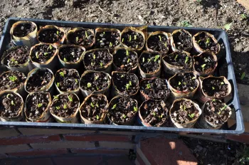 A tray of newspaper pots with tiny seedlings