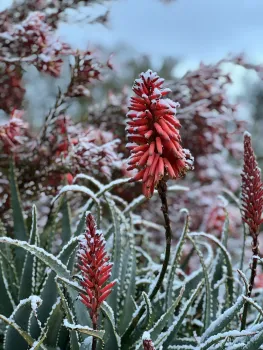Orange aloe flowers with a light dusting of snow