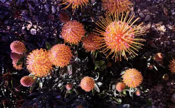bright colored, pin-cushion type proteacea