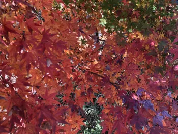 a view looking through red maple leaves