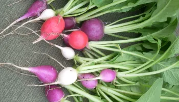 Radish photo Jengod