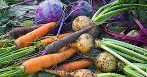 cool season vegetables