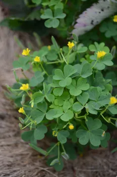 Yellow oxalis
