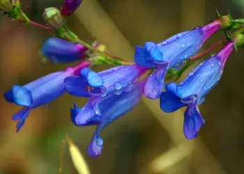 Penstemon