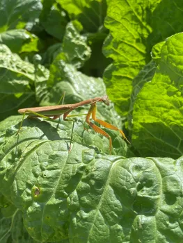 Praying Mantis on a leaf