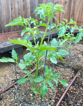 tomato plants in cages