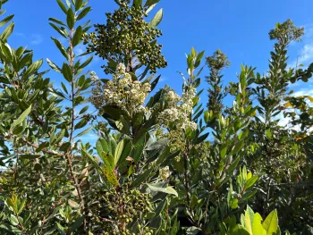 toyon