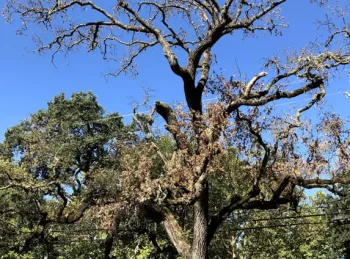 Valley oak in severe decline following MOB infestation.