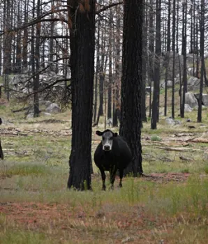 A cow standing next to two burned trees in a burned forest.