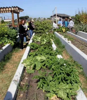 Rows of garden beds with plants growing in them. People are walking between the garden beds in the background.