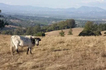 cattle picture from California Agriculture journal, October - December 2012, Volume 66, Issue 4. Photo by Sarah E. Moffitt