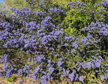 California native plant alternatives to a fence support natural habitat