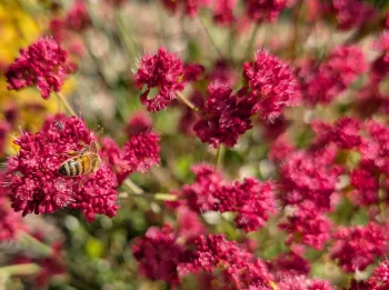 California natives for a hedge row planting