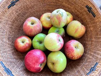 Gravenstein apples