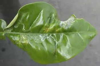 Leaf mine damage in a leaf