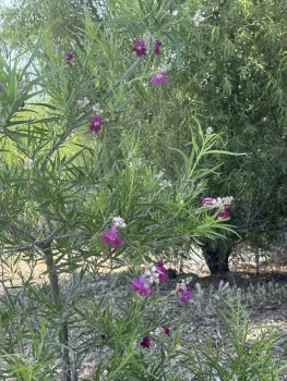 Photo of a flowering plant at the Woodland Regional Park Preserve.