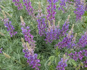 Lupine are a great native plant for Sonoma County Garden