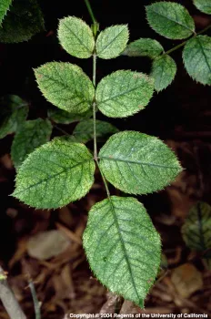 Spider mites cause stippling on rose leaves