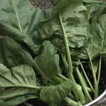 Leafy greens with thick stems