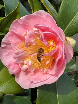 western bumblebee on camellia flower