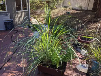 lemongrass plant