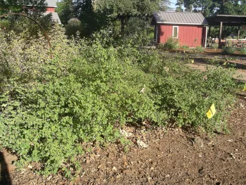 Snowberry thicket provides wildlife habitat. Cindy Weiner