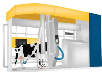 Illustration of a cow hooked up to a milking machine