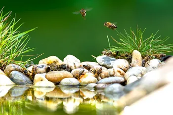 Bees need space around water to avoid drowning