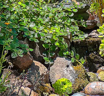 flowering California lilac, Ceanothus